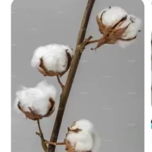 Yarn - Cotton